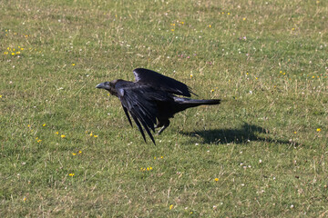 British Raven takes off from the grass.