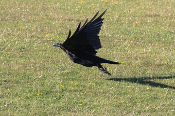 British Raven takes off from the grass.