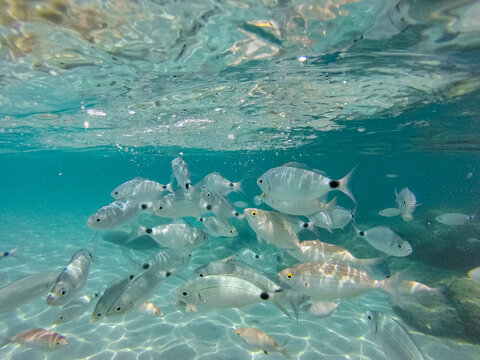 Sardegna a pelo d'acqua