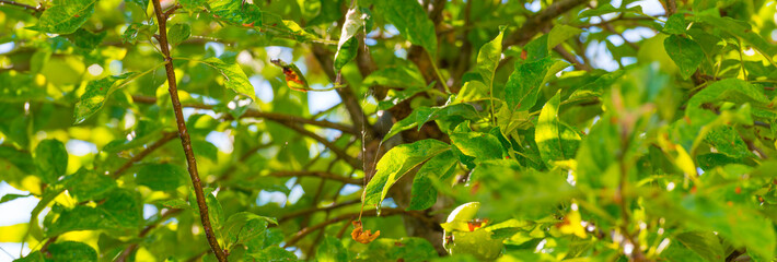 Apples in an apple tree cultivated in a garden in bright sunlight in summer during and after a rain shower, Almere, Flevoland, The Netherlands, August 8, 2020