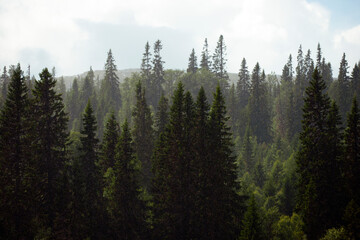 green forest in the mountains, åre, jämtland, sverige