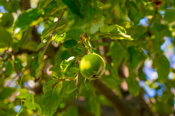 Apples in an apple tree cultivated in a garden in bright sunlight in summer during and after a rain shower, Almere, Flevoland, The Netherlands, August 8, 2020
