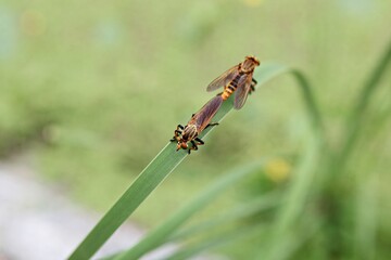 한국 경기도 시흥시 관곡지 입니다