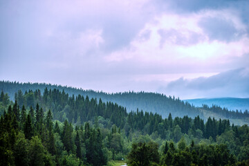 forest in the mountains