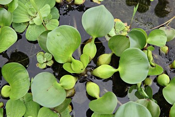 한국 경기도 시흥시 관곡지 입니다