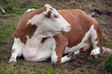 Fototapeta na wymiar cow in a field