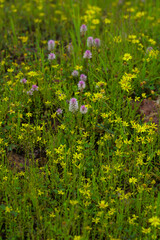 green grass that look beautiful 