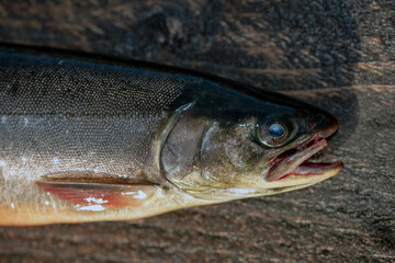 fresh fish on a hook, åre, jämtland, sverige