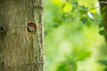 Dendrocopos major. Wild nature of the Czech Republic. Evening photography. Free nature. Beautiful picture. Photos of nature.