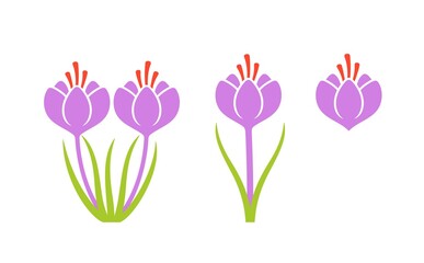 Saffron Flower. Isolated saffron on white background