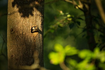 Dendrocopos major. Wild nature of the Czech Republic. Evening photography. Free nature. Beautiful picture. Photos of nature.