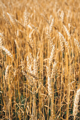 Ripe golden wheat on the field. Selective focus. Shallow depth of field.