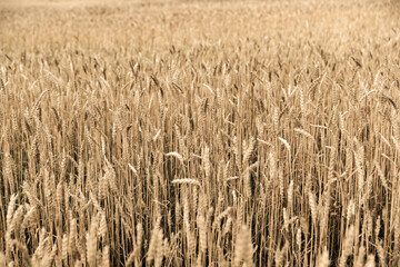 Ripe golden wheat on the field. Selective focus. Shallow depth of field.