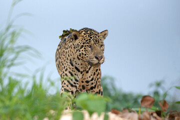 Naklejka na ściany i meble Jaguar on the banks of the Cuiaba River, Pantanal, Brazil