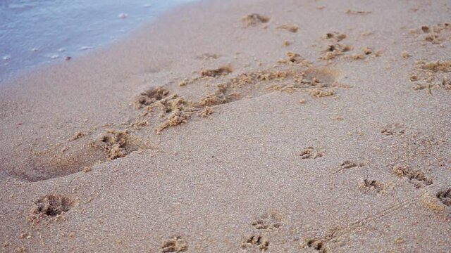 The footprints of a small dog on the sandy beach. Summer walk along the Bay