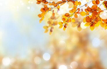 Fototapeta premium Vibrant fall foliage