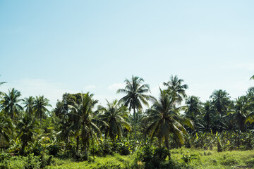 Fototapeta na wymiar Palm trees in a sunny day, beautiful tropical background.
