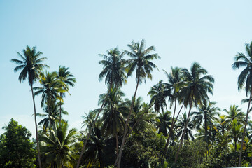 Fototapeta na wymiar Palm trees in a sunny day, beautiful tropical background.