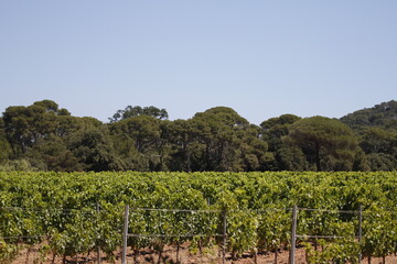 Fototapeta na wymiar Vines with a blue sky and trees
