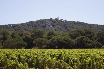 Landscape of vines and trees with a tall building on top of a hill