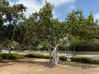 Ficus benghalensis or Indian banyan specifically denominates banyan species in Tel Aviv