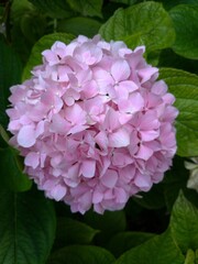pink hydrangea flower