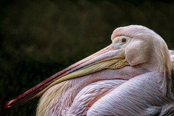 a beautiful photo of a pink pelican