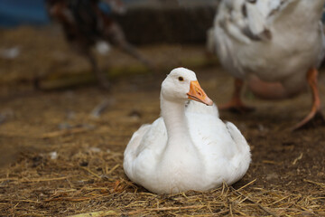 The white goose is rest in summer at banana farm garden,thailand