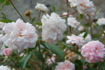 White Rose Flowers in Eltville Germany Rhine 11