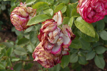 Rose Flowers in Eltville Germany Rhine 15