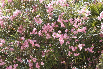 pink flowers in a garden