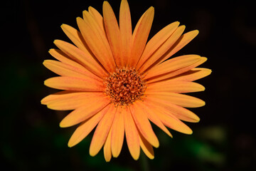 orange gerbera flower