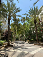 Pedestrian street of the southern city with palms and eucalyptus.