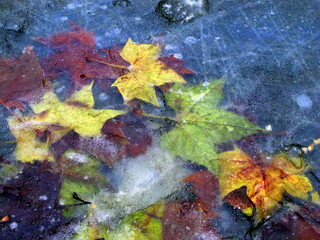 Frozen autumn leaves