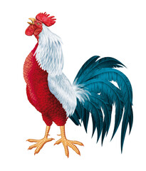 coq français, coq gaulois, coloré, bleu blanc rouge, mascotte, fier, mâle dominant, chant de coq, orgueilleux, drapeau français, coupe du monde, foot, ailes, oiseau, animal, ferme, volaille, coquelet, © behzadillustrations