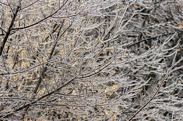 Freeze rain, trees branches covered by deep ice