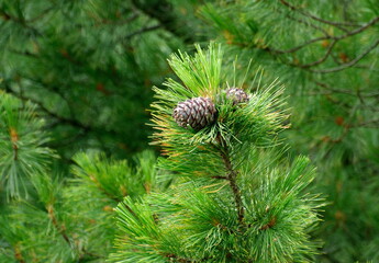 Cones Siberian cedar pine or Siberian cedar(Pínus sibírica) on a branch. Khanty-Mansiysk. Western...