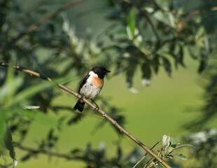 Fototapeta premium A male Siberian collared bushchat (Saxicola maura) sits on a branch on a Sunny summer day. Khanty-Mansiysk. Western Siberia. Russia.