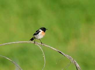 A male Siberian collared bushchat (Saxicola maura) sits on a branch on a Sunny summer day. Khanty-Mansiysk. Western Siberia. Russia.