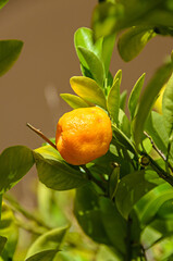 Orange fruit growing in a green tree