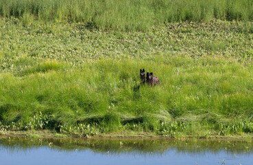 Two black dogs in the green grass on the Bank of a small river. Khanty-Mansiysk. Western Siberia. Russia.