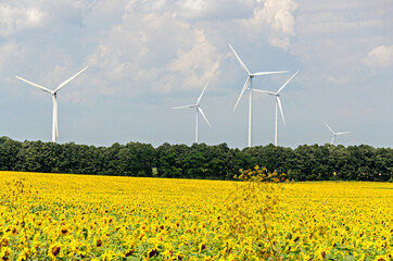 Sunflower yellow field countryside, blue sky, wind energy mill