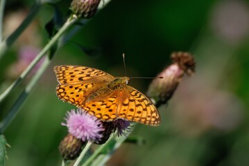 Butterfly Silver-washed Fritillary(Argynnis paphia) on lilac flowers on a July day. Khanty-Mansiysk. Western Siberia. Russia.