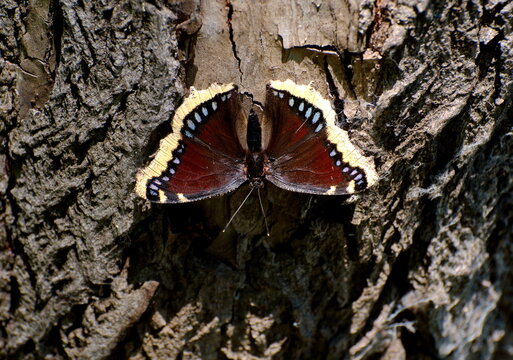 Camberwell Beauty butterfly (Nymphalis antiopa) on the trunk of an old large tree. Khanty-Mansiysk. Western Siberia. Russia.