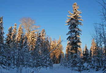 Trees in a snowy winter December forest on a Sunny morning. Khanty-Mansiysk. Western Siberia. Russia.
