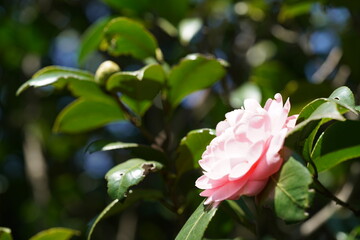 Variegated, Pink and White Flower of Camellia in Full Bloom
