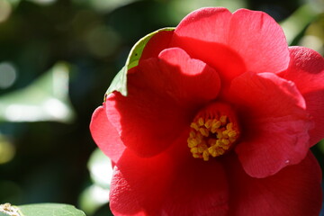 Light Red Flower of Camellia in Full Bloom
