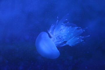 Amazing blue glowing Jellyfish (sea jellies) swimming  in deep blue water with trails. Light passes...