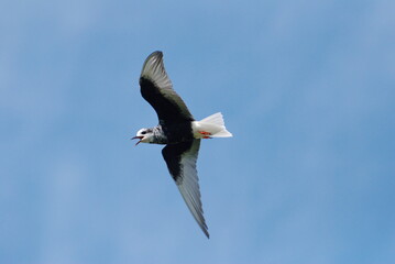 White-winged tern in the sky on a summer morning. Khanty-Mansiysk. Western Siberia. Russia.