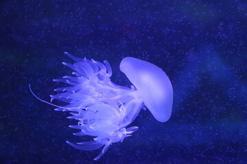 Obraz na płótnie Canvas Amazing blue glowing Jellyfish (sea jellies) swimming in deep blue water with trails. Light passes through the jellyfish creating the effect of glowing light in dangerous and mysterious blue